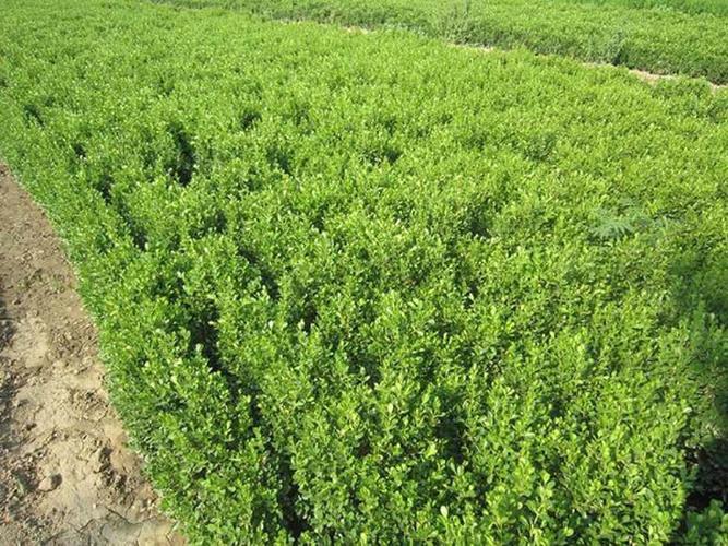 青州綠化苗木種植基地的扦插技術(shù)