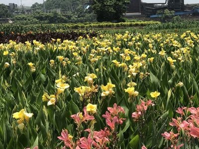 貴陽(yáng)苗木花卉種植