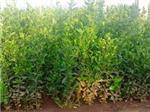 山東品種好的冬青供應(yīng):種植綠化苗木-青州市雙林花卉苗木專業(yè)合作社提供山東品種好的冬青供應(yīng):種植綠化苗木的相關(guān)介紹、產(chǎn)品、服務(wù)、圖片、價(jià)格冬青、紫葉李基地、北海道黃楊基地、衛(wèi)矛價(jià)格、蜀檜批發(fā)、冬青球批發(fā)、