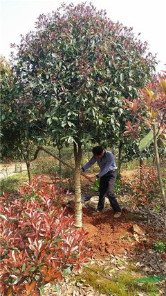 株洲市新大地花卉苗木種植農(nóng)民專(zhuān)業(yè)合作社