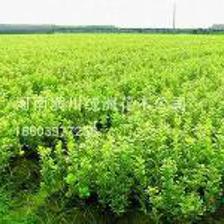 供應(yīng)金邊黃楊_冠幅20公分_信陽(yáng)種植地 | 河南省潢川縣綠洲園林花卉基地