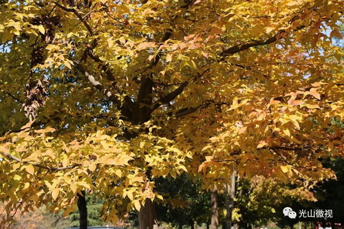 初冬紅葉醉弦城
