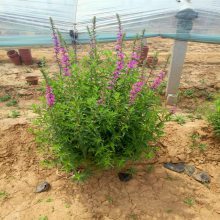 【蔥蘭種植丨批發(fā)丨基地圖片】蔥蘭種植丨批發(fā)丨基地 - 青州市圣格花卉苗木專(zhuān)業(yè)合作社