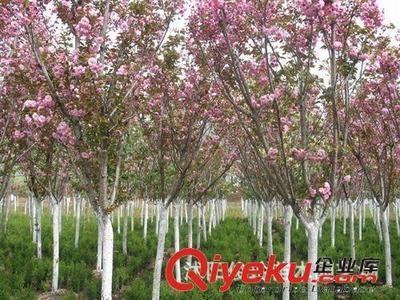 俊玲苗木園藝場(chǎng)大量出售日本櫻花小苗-沭陽(yáng)俊玲苗木園藝場(chǎng)提供俊玲苗木園藝場(chǎng)大量出售日本櫻花小苗的相關(guān)介紹、產(chǎn)品、服務(wù)、圖片、價(jià)格沭陽(yáng)俊玲苗木園藝場(chǎng)、綠化苗木;盆景栽植;蔬菜種子;花卉種子;大型盆栽綠化