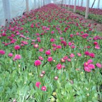 【雛菊種植基地臨沂德州聊城濱州菏澤海陽(yáng)龍口牟平圖片】雛菊種植基地臨沂德州聊城濱州菏澤海陽(yáng)龍口牟平 - 青州市綠九州花卉苗木園藝場(chǎng)