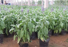 【草花種植基地|價(jià)格合理的鼠尾草盡在洺瑜花卉苗木價(jià)格_草花種植基地|價(jià)格合理的鼠尾草盡在洺瑜花卉苗木廠(chǎng)家】- 