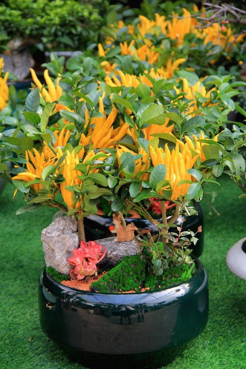 來(lái)夏溪花木市場(chǎng)添置年宵花 觀(guān)果植物推薦