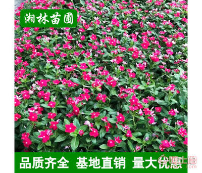 【湘林苗圃,其他夏堇夏瑾山東青州花卉盆栽時令花卉基地直銷四季草花】瀏陽市樹巧縫苗木種植專業(yè)合作社 - 產(chǎn)品庫