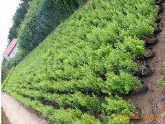 【想要易種植的花石榴就來永信花卉苗木--河北獨干花石榴】想要易種植的花石榴就來永信花卉苗木--河北獨干花石榴批發(fā)價格,廠家,圖片,青州 花卉苗木 -