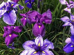 熱銷的日本大花花菖蒲市場價格,花菖蒲種植基地圖片|熱銷的日本大花花菖蒲市場價格,花菖蒲種植基地產(chǎn)品圖片由青州市新牧原花卉苗木專業(yè)合作社公司生產(chǎn)提供-