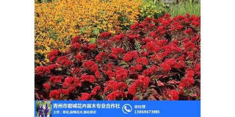 雞冠花哪家好、山西雞冠花、君誠花卉苗木