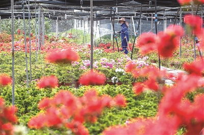 廢棄礦山 變身 特色花卉種植園