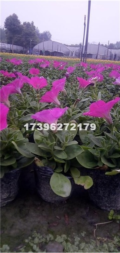 【成都矮牽牛價(jià)格 成都矮牽牛供應(yīng) 成都花卉 綠化工程花卉 四川矮牽?；?成都矮牽牛批發(fā) 郫都區(qū)名川園藝場(chǎng)供應(yīng)供應(yīng)|花卉、苗木種植、苗木銷(xiāo)售。長(zhǎng)期供應(yīng)各類(lèi)綠化工程用苗成都市郫都區(qū)名川園藝場(chǎng)商鋪