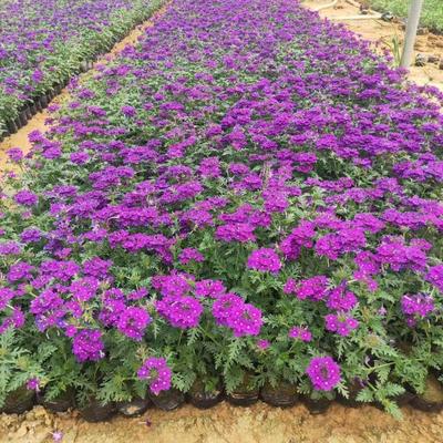 青州市文霖花卉苗木種植專(zhuān)業(yè)合作社