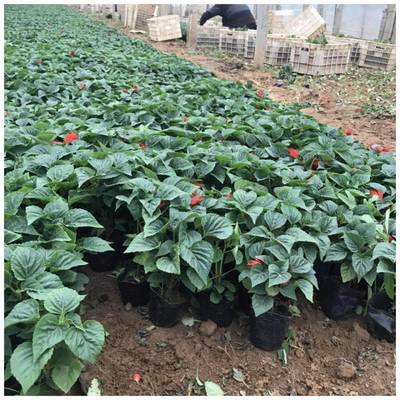 一串紅 一串紅供應(yīng)基地 河北一串紅供應(yīng)基地