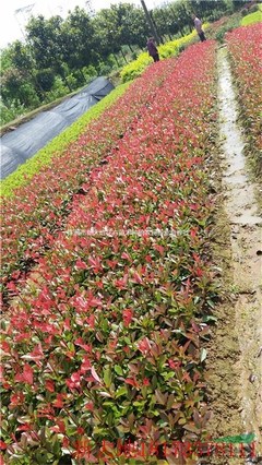 株洲市新大地花卉苗木種植農(nóng)民專業(yè)合作社