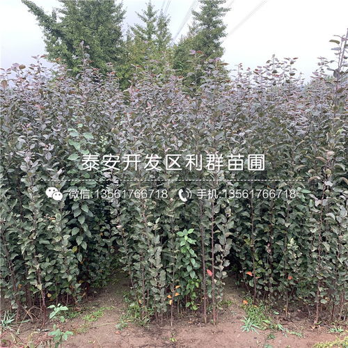 【山東煙富8號蘋果樹苗、煙富8號蘋果樹苗價格】- 