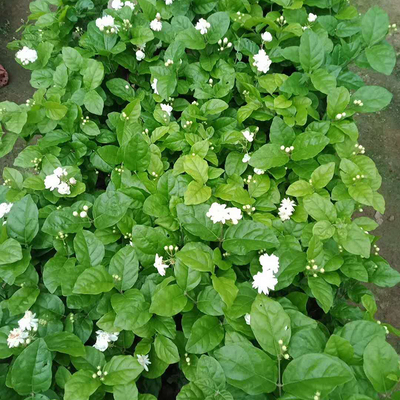茉莉花 山東茉莉花基地 茉莉花花卉