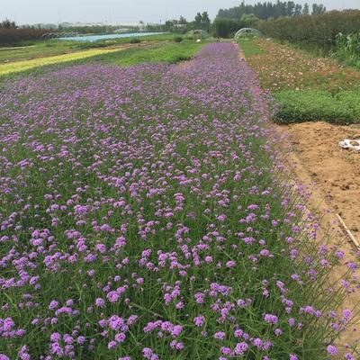 【鳳仙花價格 基地種植 青州鳳仙花營養(yǎng)杯】 - 青州市御景花卉苗木專業(yè)合作社