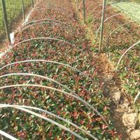 供應(yīng)紅葉石楠_米徑10公分_株洲種植地_高度300公分 | 株洲市新大地花卉苗木種植農(nóng)民專業(yè)合作社