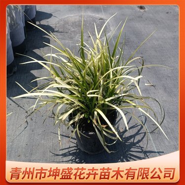 山麥冬多少錢一株
