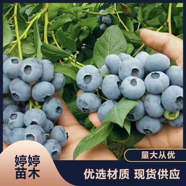 吉林省花卉苗木種植批發(fā)基地