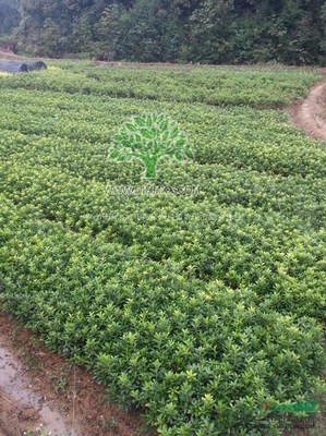 株洲市新大地花卉苗木種植農(nóng)民專業(yè)合作社