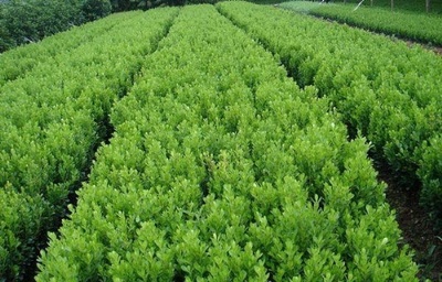 青州綠化苗木價格,種植基地 青州萬美花卉苗木種植場
