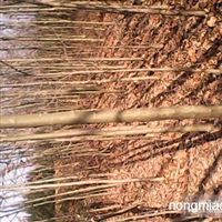 出售各種苗木及花卉河南 信陽河南潢川友好苗圃產(chǎn)品供應(yīng)第2頁