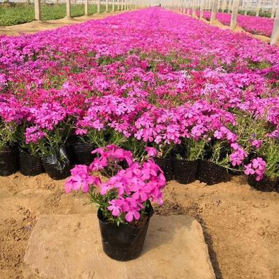 【芝櫻花卉市場批發(fā) 利津芝櫻廠家直銷 綠化苗木工程】 - 青州市承玉花卉苗木種植專業(yè)合作社