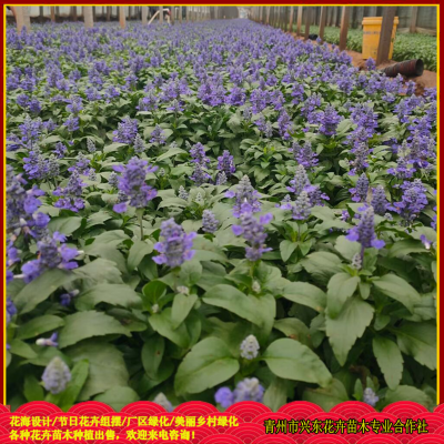 草花鼠尾草批發(fā)價格 草花鼠尾草花苗出售 草花鼠尾草種植基地