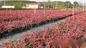 【自家苗圃銷售花木,綠化苗木價(jià)格_自家苗圃銷售花木,綠化苗木廠家】- 