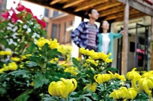養(yǎng)花賞花 有益健康長壽