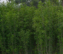 【木槿小苗批發(fā)貨源足量大優(yōu)惠木槿樹苗銷售工程苗木槿價(jià)格】沭陽縣戀香圃花卉苗木場(chǎng) - 產(chǎn)品庫