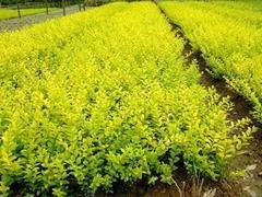 想要至好的金葉女貞就來勝紅花卉苗木 批發(fā)金葉女貞 青州市勝紅花卉苗木園藝場(chǎng) 薰衣草價(jià)格,一