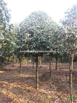 株洲市新大地花卉苗木種植農(nóng)民專業(yè)合作社