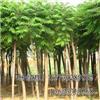 找河北保定海源苗木花卉基地的河北最大的千頭椿種植基地價格、圖片、詳情,上一比多_一比多產(chǎn)品庫