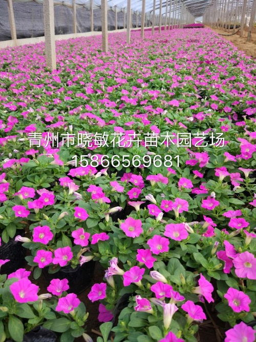 山東黃樓綠化草花種植基地