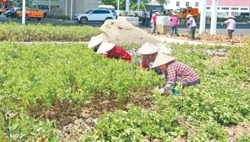 青墩塘快速路204國道路口,綠化工作人員正在花壇和綠化帶內種植花卉苗木