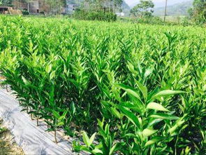 四川耙耙柑苗,綿陽(yáng)耙耙柑苗種植,錦鵬苗木種植