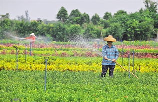美麗花木潛力產(chǎn)業(yè) 瓊山云龍花卉苗木基地