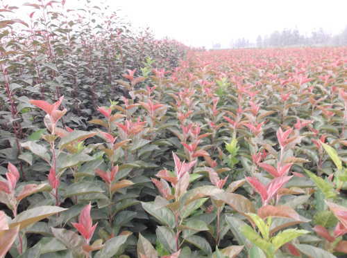 臨沂花葉北美海棠出售基地-海商網(wǎng),花草樹木產(chǎn)品庫(kù)
