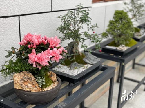 迎春 云上花市 開幕 廣州超1200萬盆年花云端待客