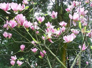 這個(gè)花叫什么名字