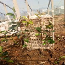 【新型廠區(qū)綠化,工廠綠化設(shè)計施工,工廠綠化栽植技術(shù)指導(dǎo)圖片】新型廠區(qū)綠化,工廠綠化設(shè)計施工,工廠綠化栽植技術(shù)指導(dǎo) - 青州市茗茜花卉苗木專業(yè)合作社