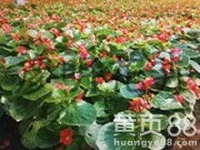 青州市好全花卉苗木種植專業(yè)合作社