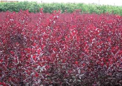 河北紅葉李種植基地|綠源苗木圖片|河北紅葉李種植基地|綠源苗木產(chǎn)品圖片由河北綠源苗木花卉基地公司生產(chǎn)提供-