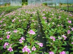 【濰坊具有口碑的長(zhǎng)春花供應(yīng) 時(shí)令草花種植】濰坊具有口碑的長(zhǎng)春花供應(yīng) 時(shí)令草花種植批發(fā)價(jià)格,廠家,圖片,青州市 花卉苗木 -