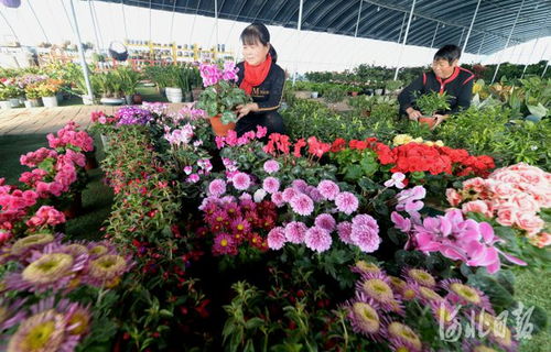 河北隆堯 發(fā)展苗木花卉產(chǎn)業(yè) 拓寬農(nóng)民增收渠道