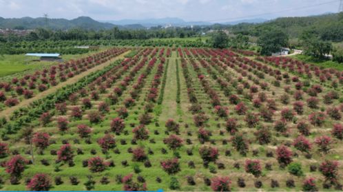 致富有招 德慶這條鎮(zhèn)大力發(fā)展花木基地,計(jì)劃種植1000畝